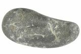 Fossil Whale Ear Bone - Miocene #177824-1